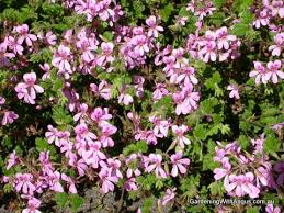 Image result for Pelargonium