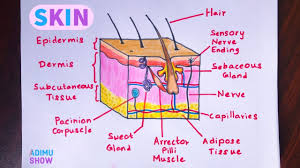 Sponge or cloth (to wipe off markers). How To Draw Skin Layers Integumentary System Step By Step Drawing Youtube Integumentary System Integumentary System Project Biology Diagrams
