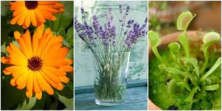 Fortunately, there are several herbs and plants that not only repel flies, but are also attractive to look at and pleasantly fragrant to people. 7 House Plants To Keep Insects Out Of Your Home How To Get Rid Of Flies