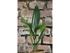 Image result for Kořenokvětka Aspidistra