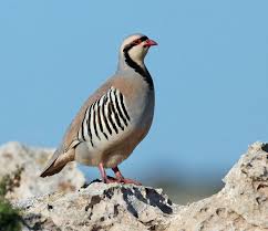 Chukar Alectoris Chukar Hayvanlar Hayvan Resimleri Ve Avcilik