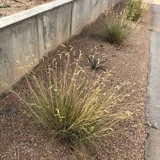 The blonde ambition (also known as blue grama grass) is a unique ornamental grass growing on tall flowering stems with blonde seed heads. Bouteloua Gracilis Blonde Ambition Blue Grama Blonde Ambition In Gardentags Plant Encyclopedia