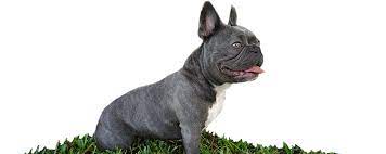 Maybe you would like to learn more about one of these? Huggabulls Mini English And French Bulldogs Tampa Fl