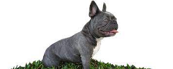 The second stage for french bulldog puppies starts at week 3 and it's when the senses start to develop! Huggabulls Mini English And French Bulldogs Tampa Fl