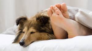 Bett online kaufen auf westwingnow. Darum Sollte Dein Hund Bei Dir Nie Im Bett Schlafen