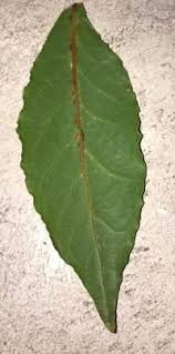 Image result for puklice na orchideích obrázek