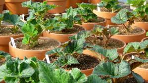 We did not find results for: Moving On The Next Stage In The Life Of Tuberous Begonias White Flower Farm S Blog