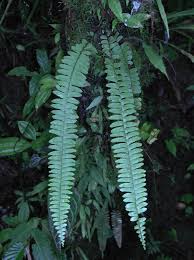 Image result for Nephrolepis undulata
