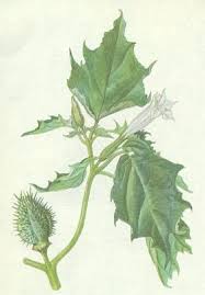 Image result for durman obecný plod