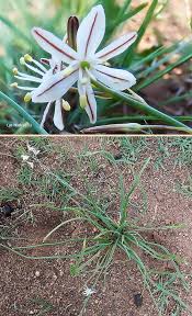 Image result for Trachyandra saltii