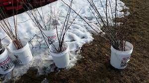 Maybe you would like to learn more about one of these? Free Fruit Trees Youtube