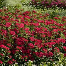 Let's grow indie gaming together! Jolt Cherry Interspecific Dianthus