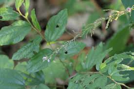 Image result for Pleurolobus