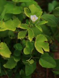 Image result for Hibiscus lobatus