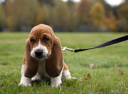 Le noël des 9 chiens on wn network delivers the latest videos and editable pages for news & events, including entertainment, music, sports, science and more, sign up and share your playlists. Chien De Groupe 9 Chiens D Agrement Et De Compagnie Le Meilleur Ami De L Homme