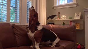 Check spelling or type a new query. á… 2021 Basset Hound Charakter Wesen Bilder