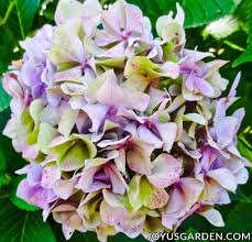 To confirm your soil's ph level, let's test a sample: Hydrangea Color Change How To Turn The Flowers Blue
