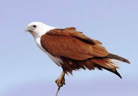 Gambar dirilis bebas dari hak cipta di bawah creative commons cc0. Halaman Download Download Suara Burung Elang Bondol Terbang Mp3 Harga