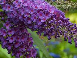 The fragrant flowers are good for cutting and attractive to butterflies. Let S Talk About Ginkgo Trees Www Scliving Coop