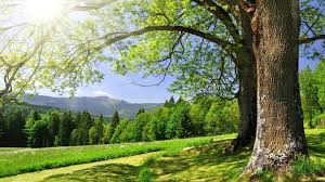 En 1840 suecia fue el primer país del mundo que instituyó un día dedicado al árbol. Para Conmemorar El Dia Mundial Del Arbol Con Conciencia
