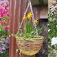 Willow Hanging Basket event image