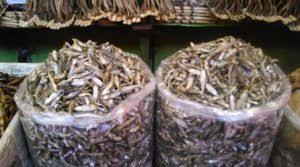 Bila makan ikan untuk seperkara lagi. 28 Jenis Ikan Air Tawar Di Indonesia Yang Banyak Dikonsumsi