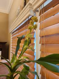 I know this is more a plant question than a garden one. Has any one ever  seen a corn plant do this? I have had this plant for 32 years and before