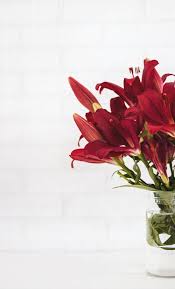 We have a massive amount of desktop and mobile backgrounds. 80 000 Best Red Flowers Photos 100 Free Download Pexels Stock Photos