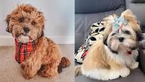 LhasaPoo Dogs | Lhasa Apso and Miniature Poodle Mix