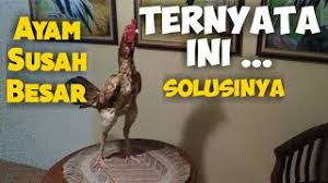 Pakan ayam petelur ini jauh lebih hemat dan menguntungkan dalam usaha ternak ayam petelur. Pakan Ayam Terbaik Kyojin Testimoni Jilid 4 Youtube