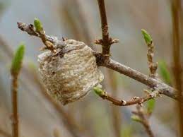What Do Praying Mantis Egg Sacs Look Like And When Do Mantis Egg Sacs Hatch Praying Mantis Insect Eggs Garden Pests