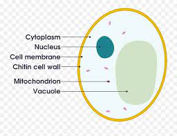 We did not find results for: Simple Diagram Of Yeast Cell Gcse Labelled Animal Cell Png Yeast Png Free Transparent Png Images Pngaaa Com