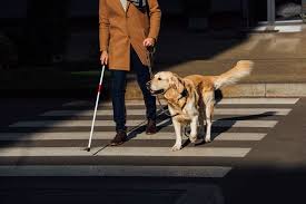 The Importance of Service Dogs in Enhancing Accessibility for the Visually  Impaired | TekWay | StrongGo - Tactile Warning Systems
