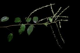 Image result for Gouania