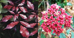 Image result for Rourea coccinea