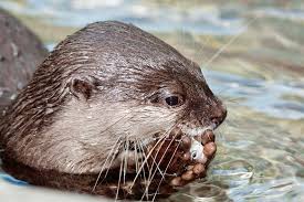 Are there any otters left in southeast asia? Asian Small Clawed Otter Denver Zoo