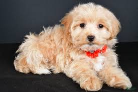 Darlin Bichon Rescue Dfw Shop Dachshund Puppies Dfw Top Sale