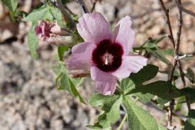 Image result for Gossypium