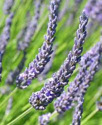 Lavender is a fragrant flower that grows natively in different parts of the world. Lavendergarden Lavender Seeds Lavender Plant Plants