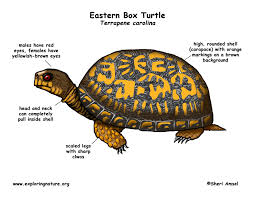It is because a longer shell can hold the eggs inside. Turtle Eastern Box