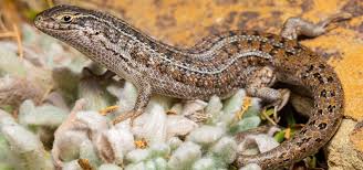 Image result for Kedrostis capensis