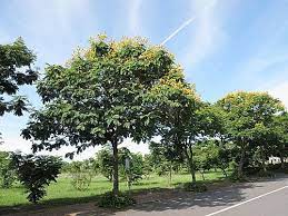 pin by 經儒鄧on 認識樹木 plants grapes