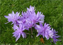 Achtung neue adresse ab 01. Herbstzeitlose Foto Bild Spezial Lila Natur Bilder Auf Fotocommunity