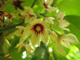 Kola Nut A Caffeine Containing Nut Of Two Evergreen Trees Of The Cocoa Family Kola Nut Is A Relative Of The Malvacea Plants Yellow Flowers Botanical Gardens