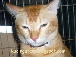539 hits 6 tanda tanda kucing nak beranak untuk yang pertama kali membela kucing lagi lagi kucing betina semestinya menjadi masalah pada korang nak handle bila sampai masa nak beranak kucing ambil masa 62 ke 65 hari. Kucing Utara Keadaan Kucing 24jam Sebelum Bersalin