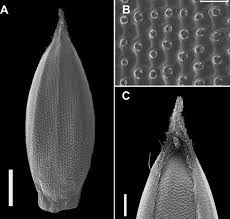 Image result for Urochloa subulifolia