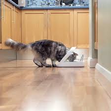New automatic reversal mechanism avoid food stuck. The 5 Best Automatic Cat Feeders The Dog People By Rover Com