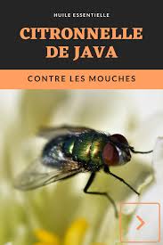 Faire Fuir Les Mouches Avec Les Huiles Essentielles Huiles Essentielles Aromatherapie En 2020 Huiles Essentielles Huile Essentielle Citronnelle Huile Essentielle Mouche