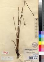 Image result for Xyris congensis