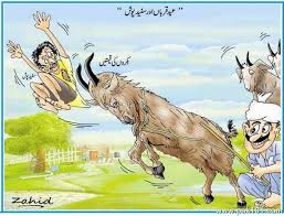 Image result for bakra eid funny images